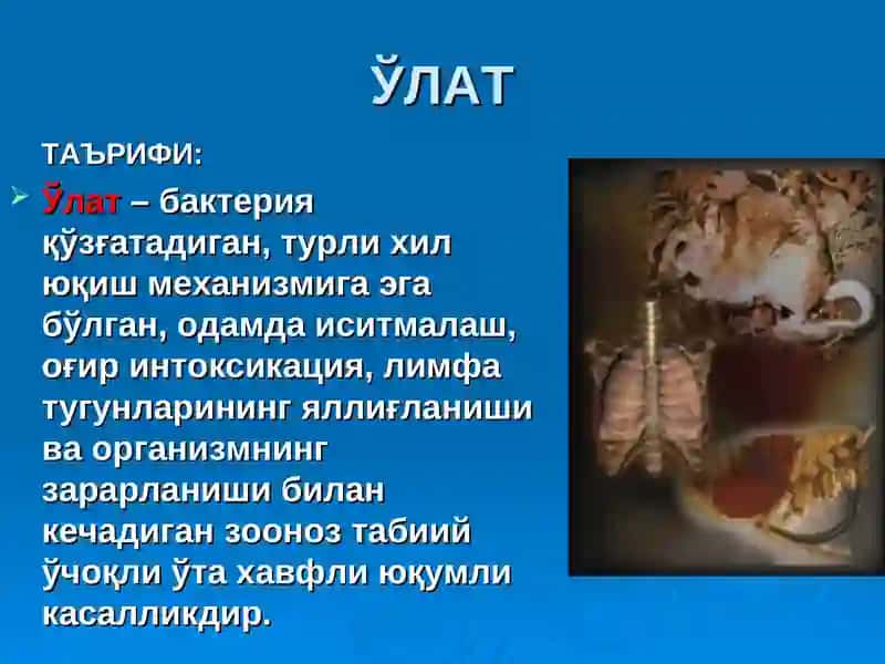 O'lat | Ўлaт 2