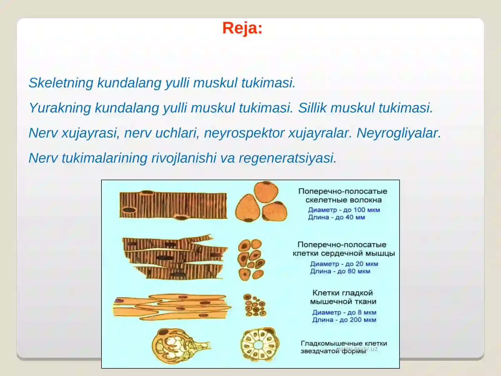 Muskullarning ish quvvatini oshrishda richaklarning ahamiyati 2