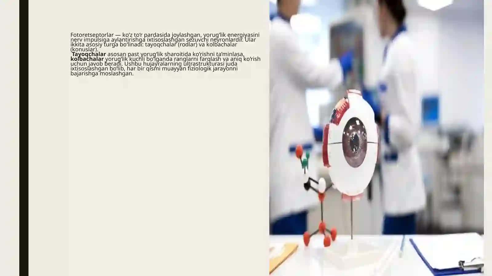 FOTORETSEPTOR HUJAYRALARINING ULTRASTRUKTURASI VA GISTOFIZIOLOGIYASI 2