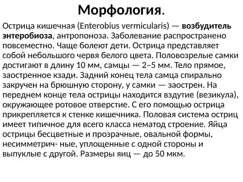 Острица кишечная (Enterobius vermicularis) 2