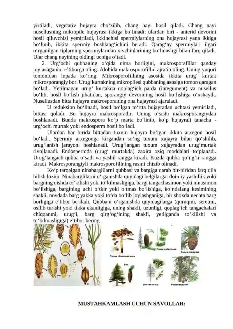 Qarag‘aytoifa (Pinophyta, Gymnospermae) o‘simliklar 2
