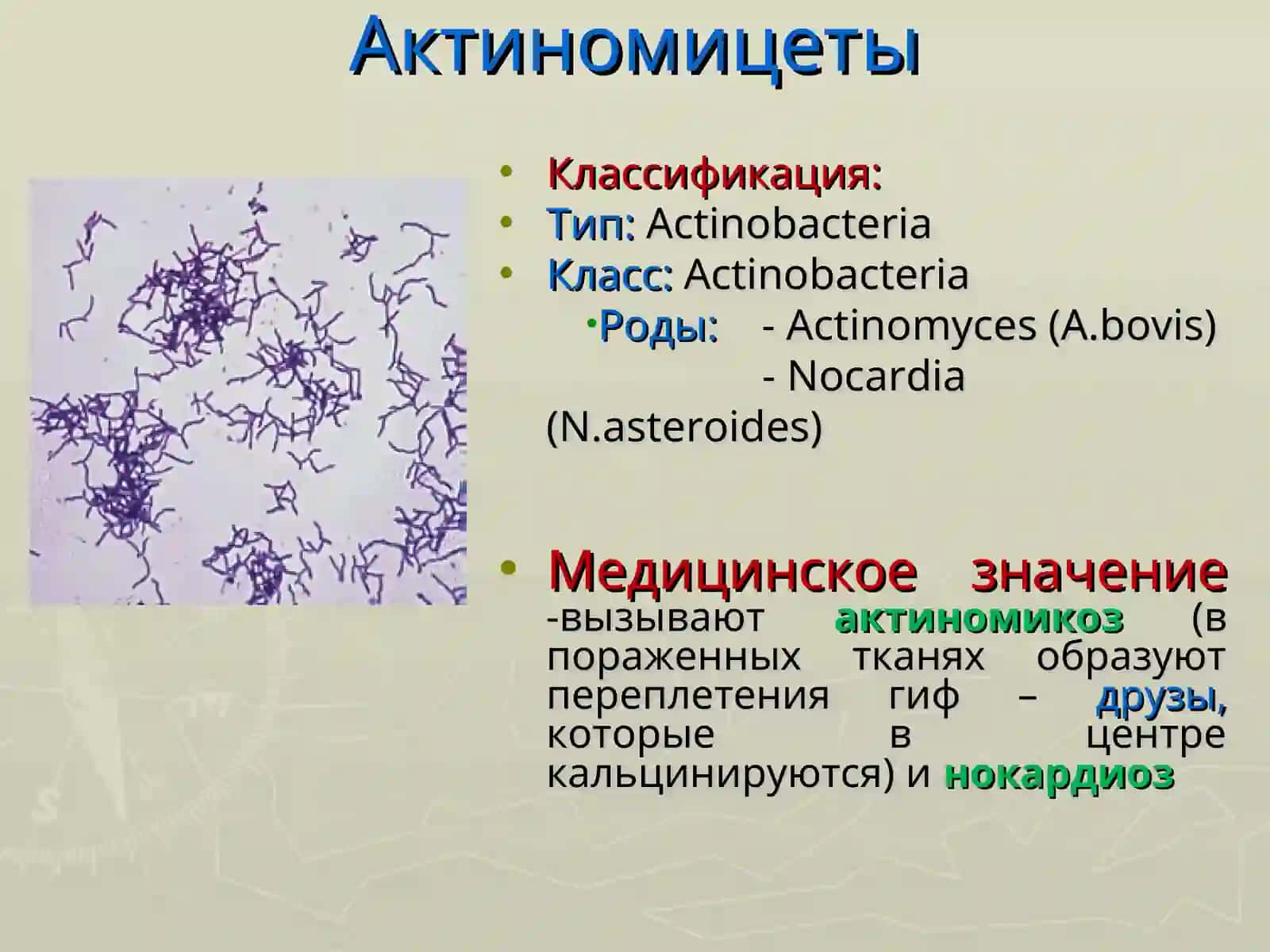 Микроорганизмларнинг таркиби ва классификацияси 2