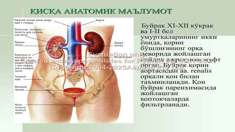 Siiydik ajaratuv tizimi tekshirish usullari 2
