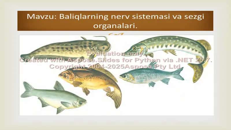 Baliqlarning nerv sistemasi va sezgi organalari haqida dars ishlanmasi 2