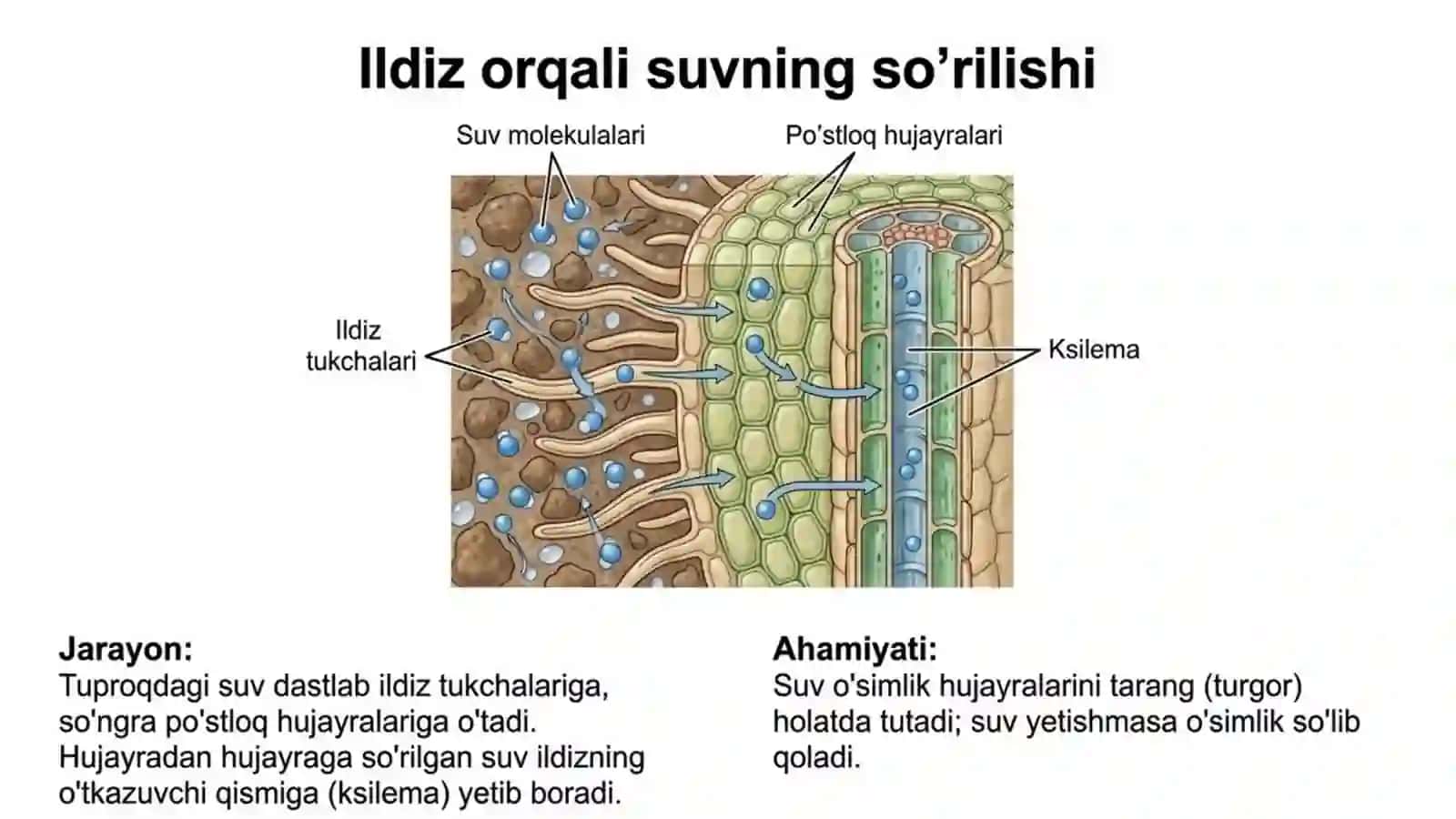 O'simliklarning mineral oziqlanishi va o'g'itlar 2