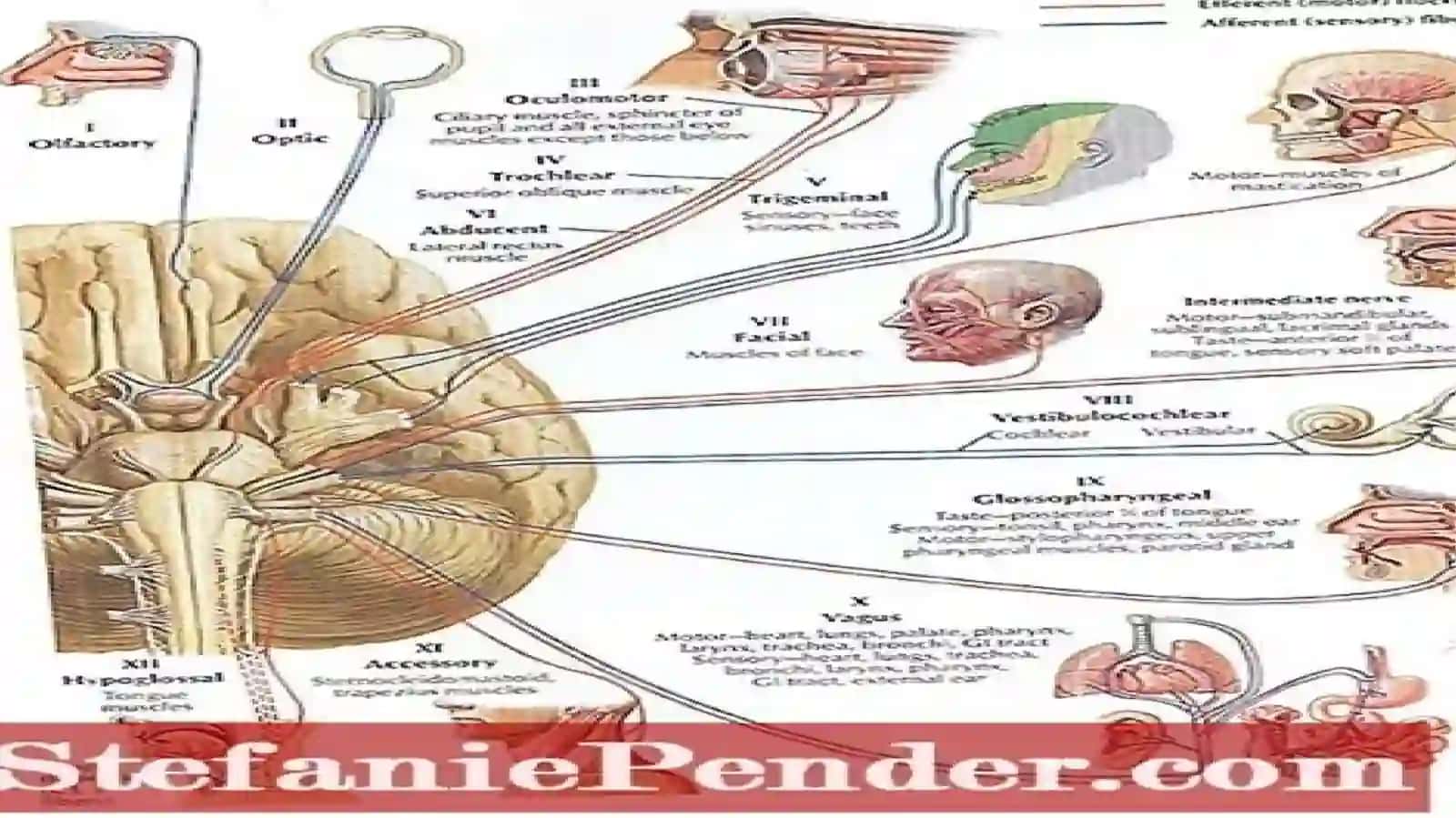 anatomiya fanidan tayyorlagan mustaqil ishi 2