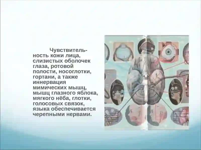 Черепные нервы 2
