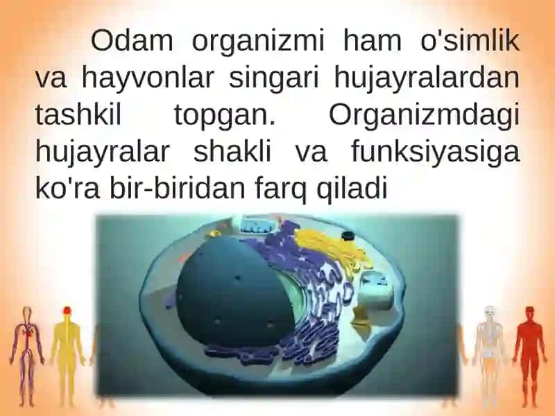 Odam organizmining hujayraviy tuzilishi 2