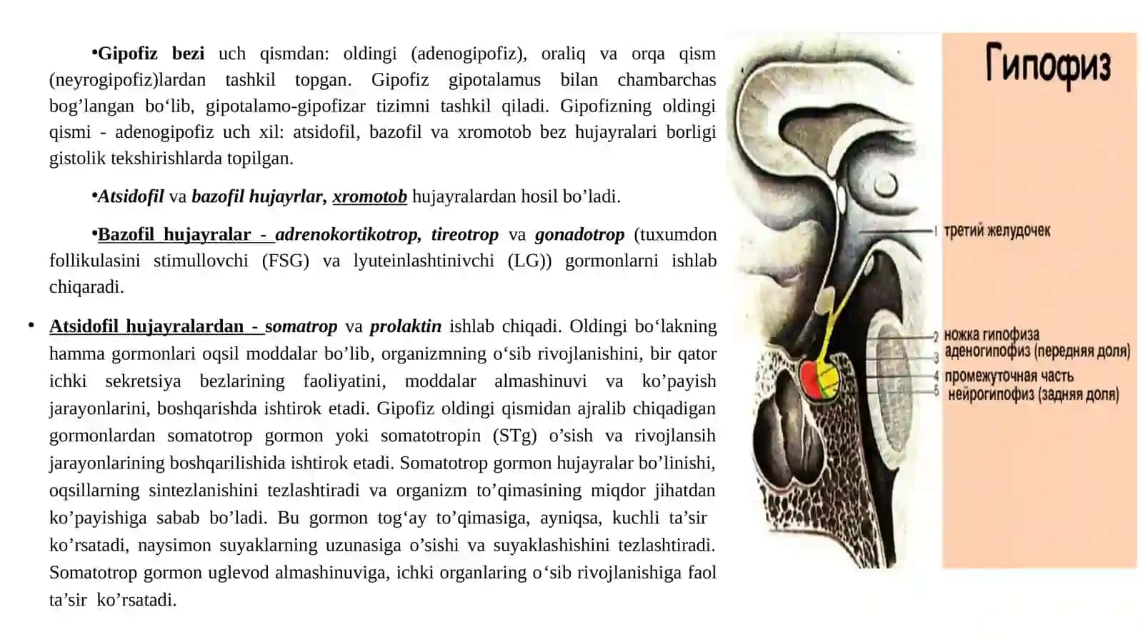 Endokrin sistemasi fiziologiyasi 2
