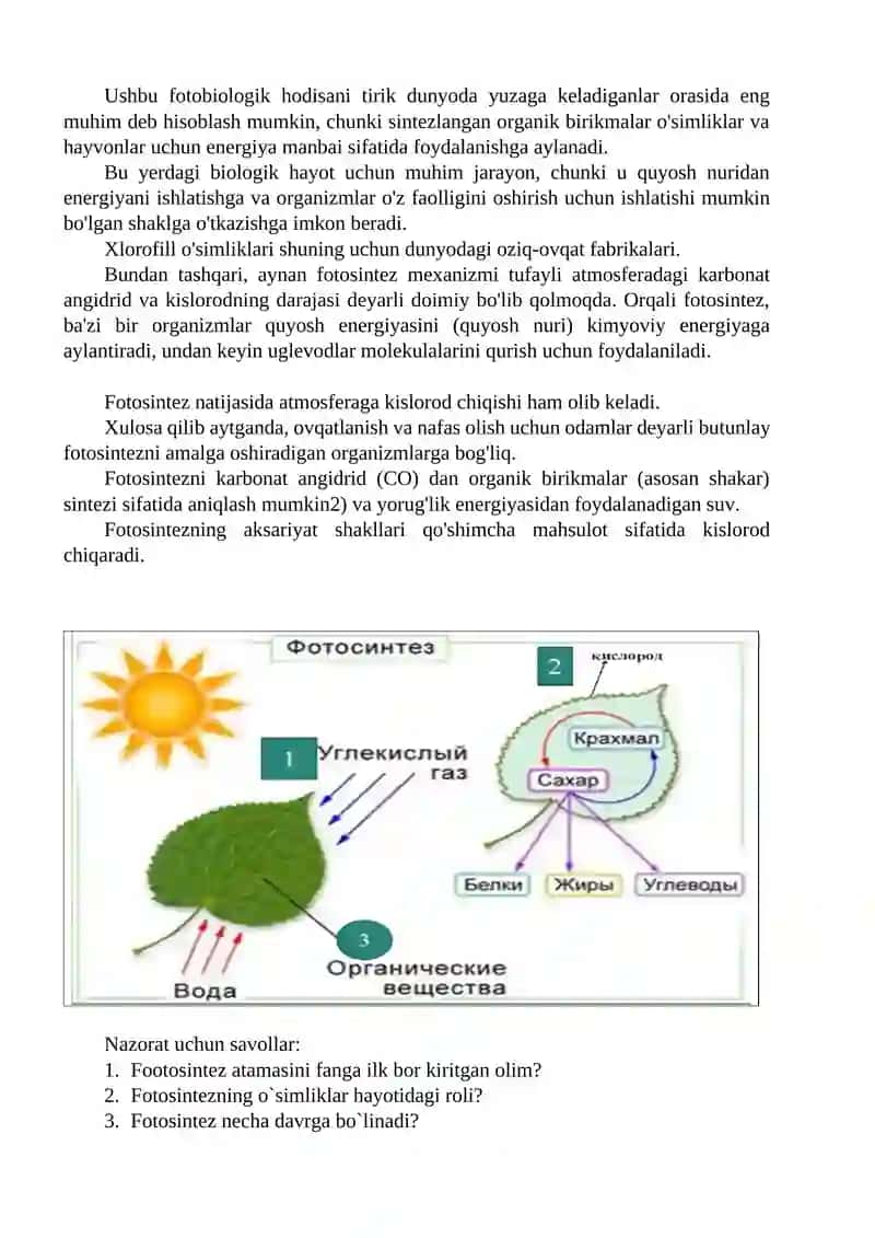 O’simliklarda fotosintez jarayoni va uning ahamiyati 2