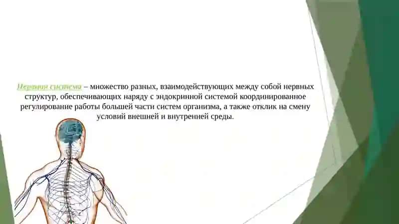 Нервная система 2