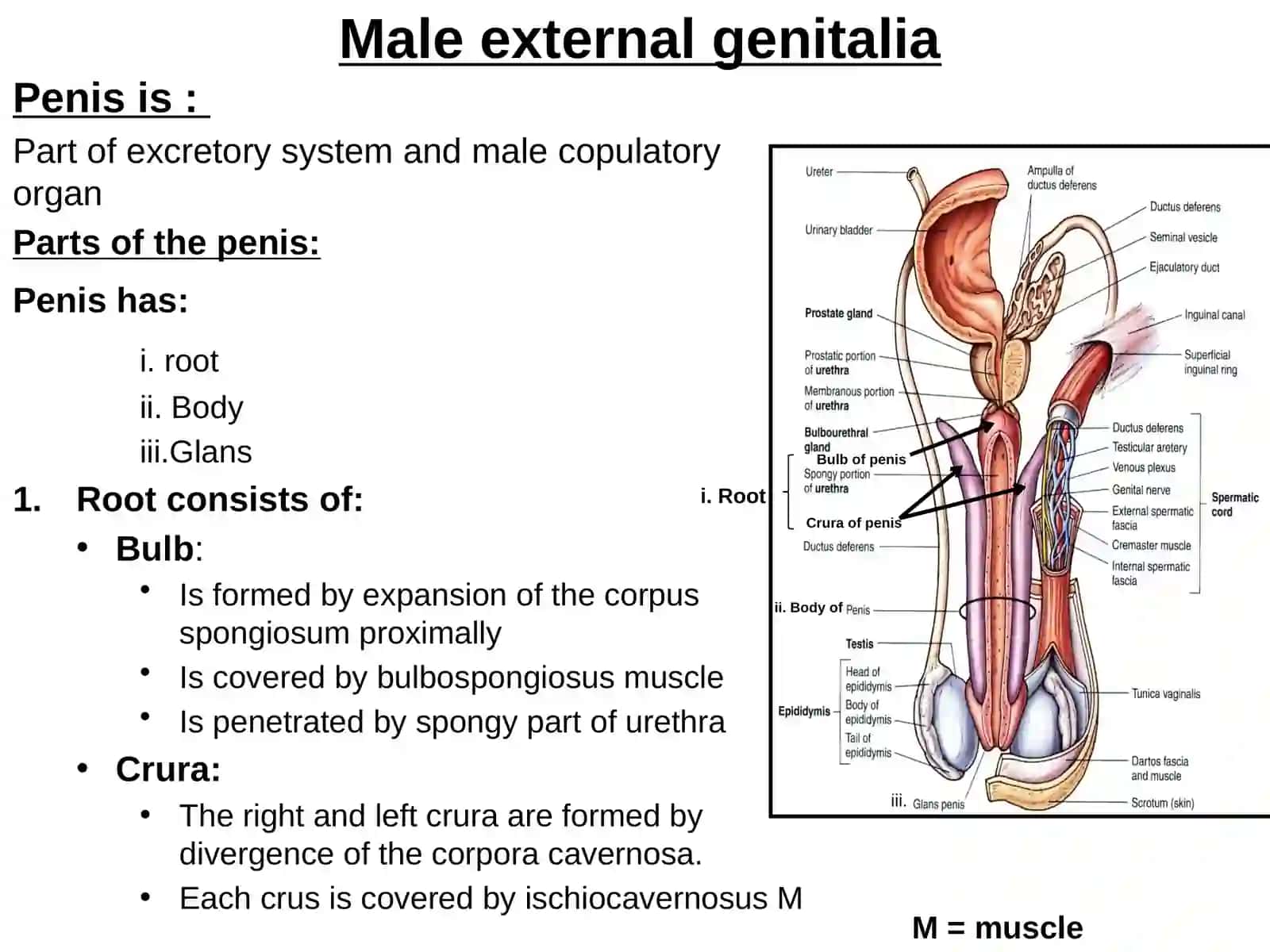 External genitalia of the male and of the female 2