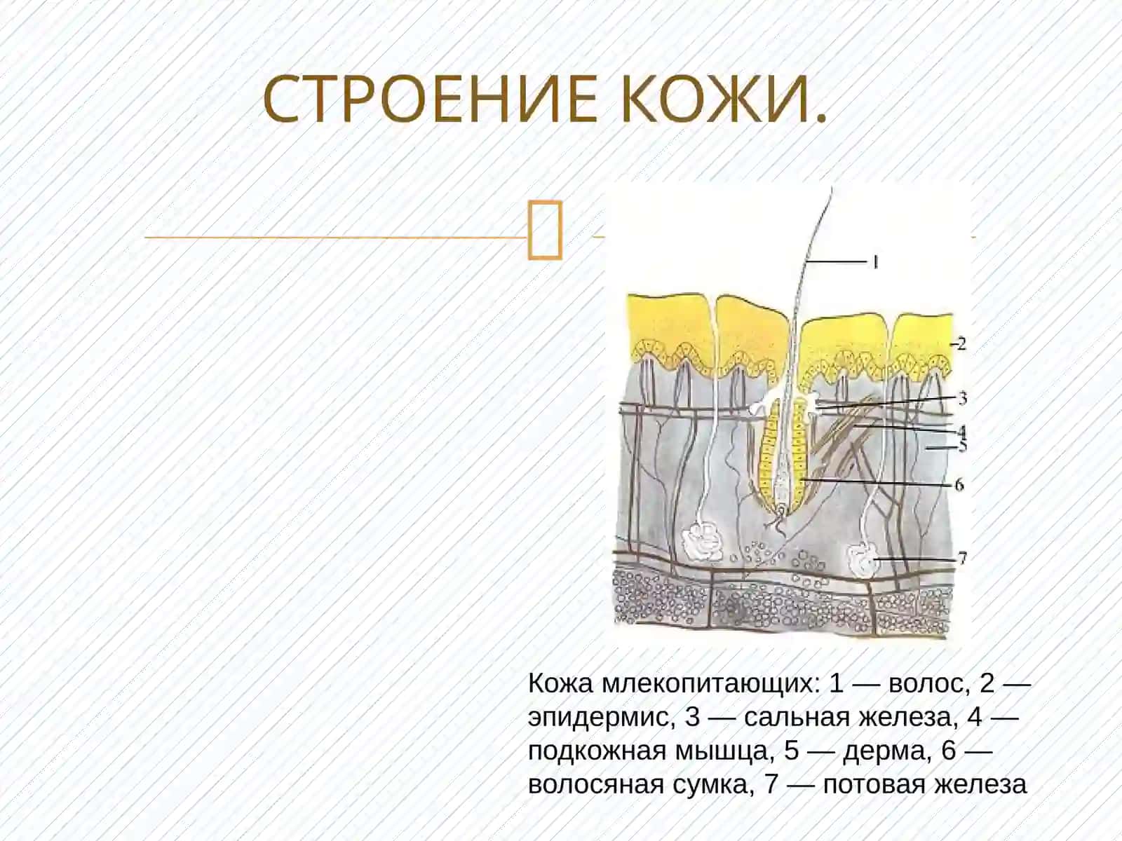 МЛЕКОПИТАЮЩИЕ 2