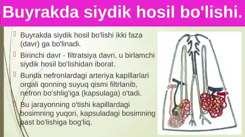 Siydikajratish organlarining funksiyasi 2