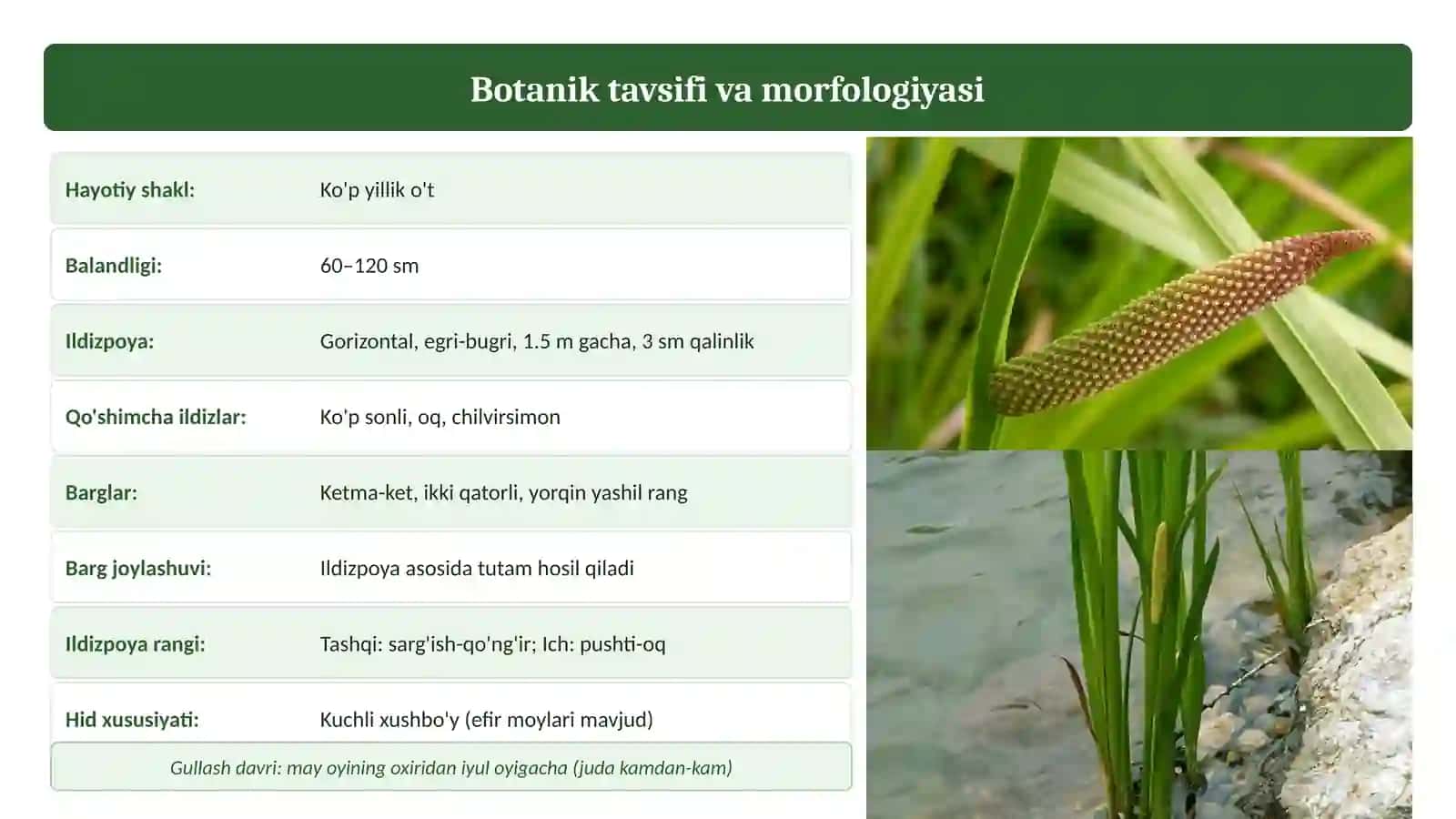 Igir-Acorus calamus O'zbekiston dorivor o'simliklar atlasi 2