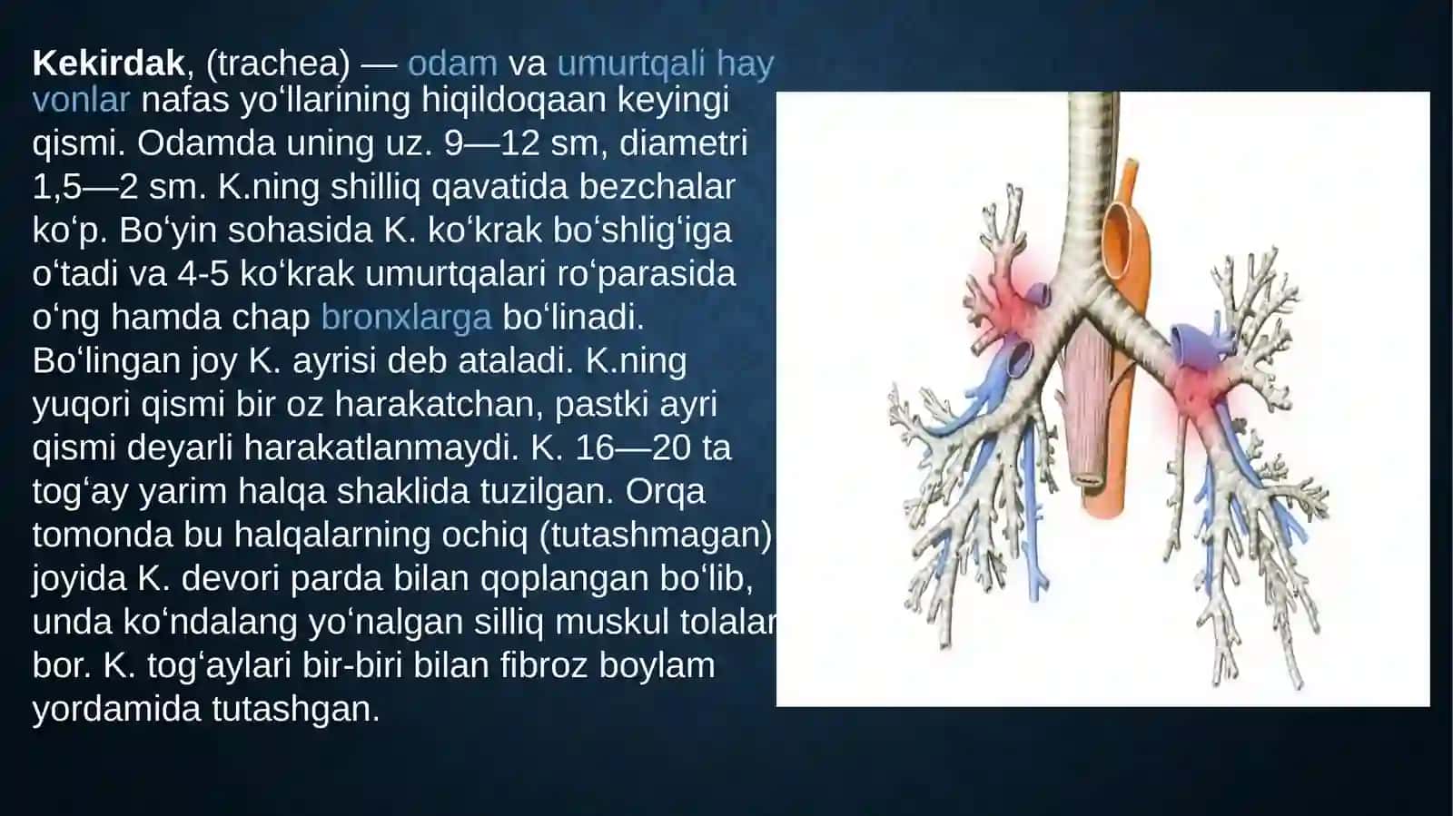 KekIRDAK. O`PKA: FUNKSIONAL VA TOPOGRAFIK ANATOMIYASI. BRONXLAR. PLEVRA: SINUSLARI, CHEGARALARI. KO`KS ORALIG`I. QALQONSIMON VA QALQONSIMON ORQA BEZLARI. AYRISIMON BEZ 2