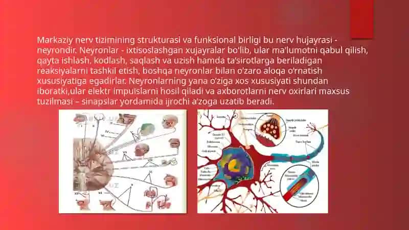 Nerv tolalarivasinapslar fiziologiyasi 2