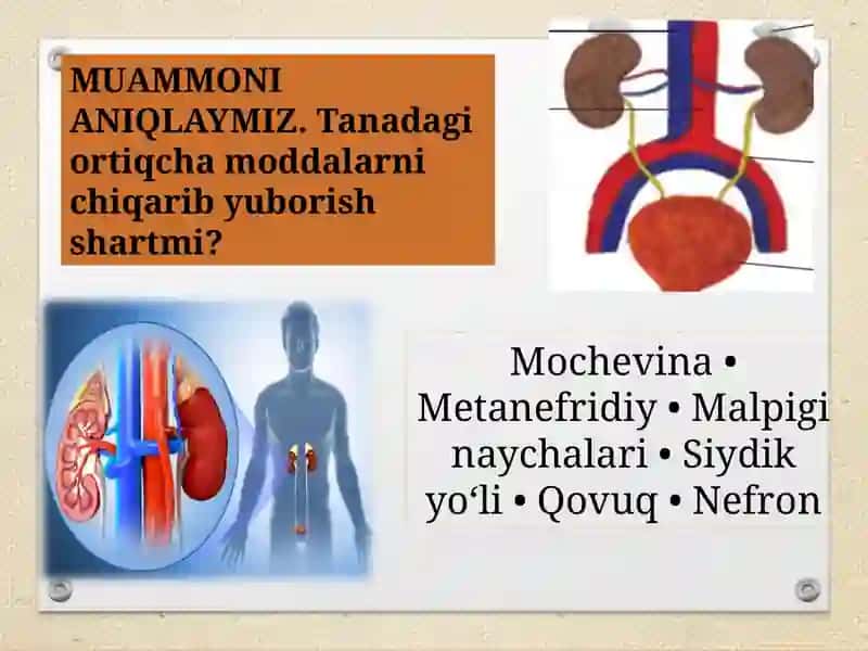 Odam va hayvonlarning ayirishi 2