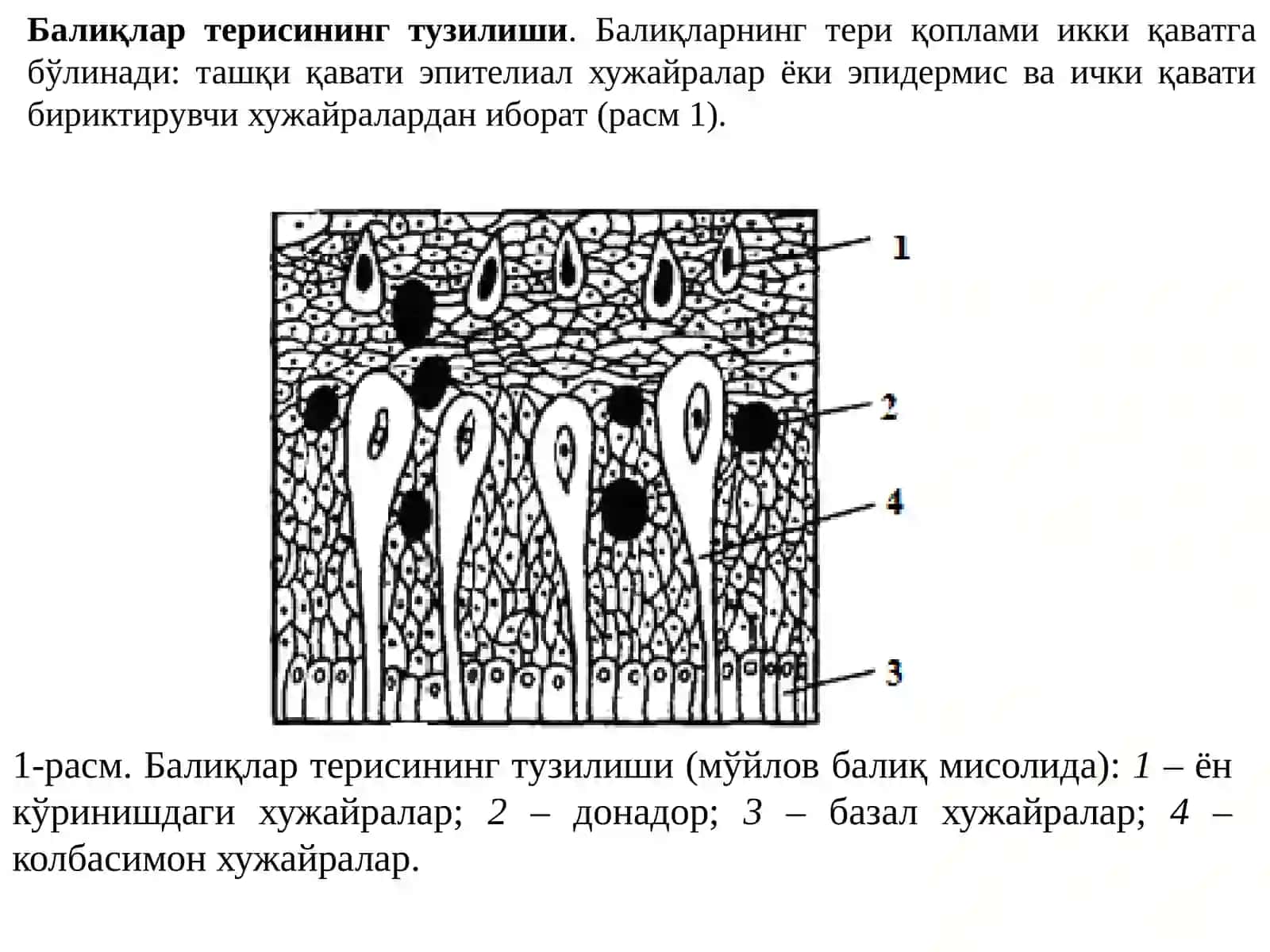 ТЕРИ ҚОПЛАМИ ФИЗИОЛОГИЯСИ 2