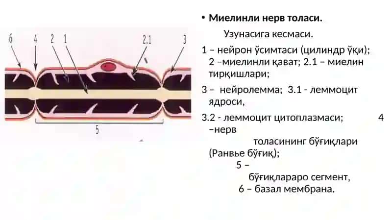 NERV TOLALARI 2