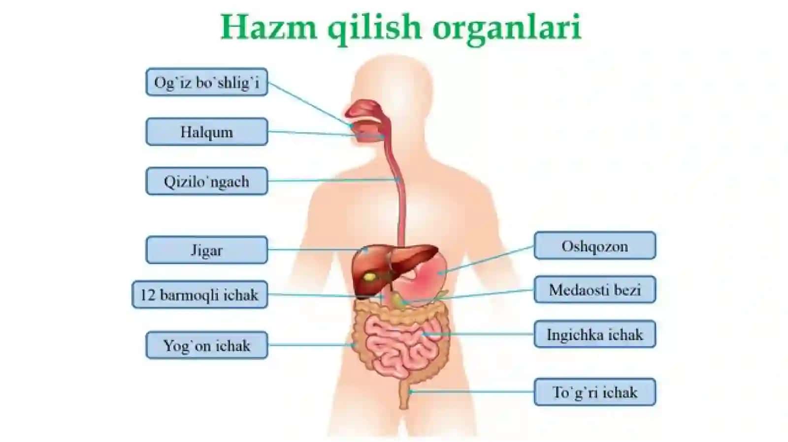 ovqat hazm qilish organlarining tuzilishi 2