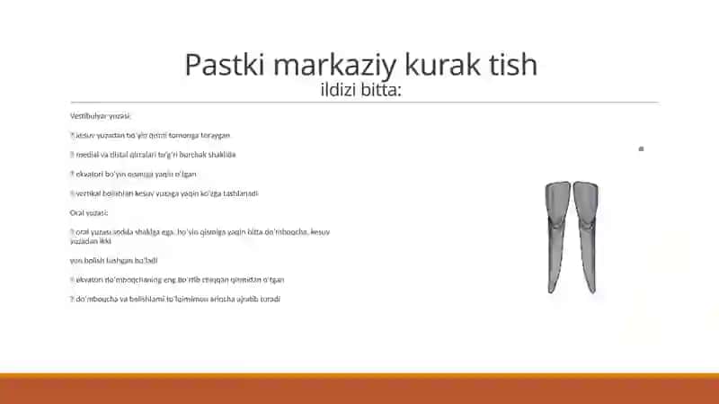 Pastki jag’ anatomiyasi 2