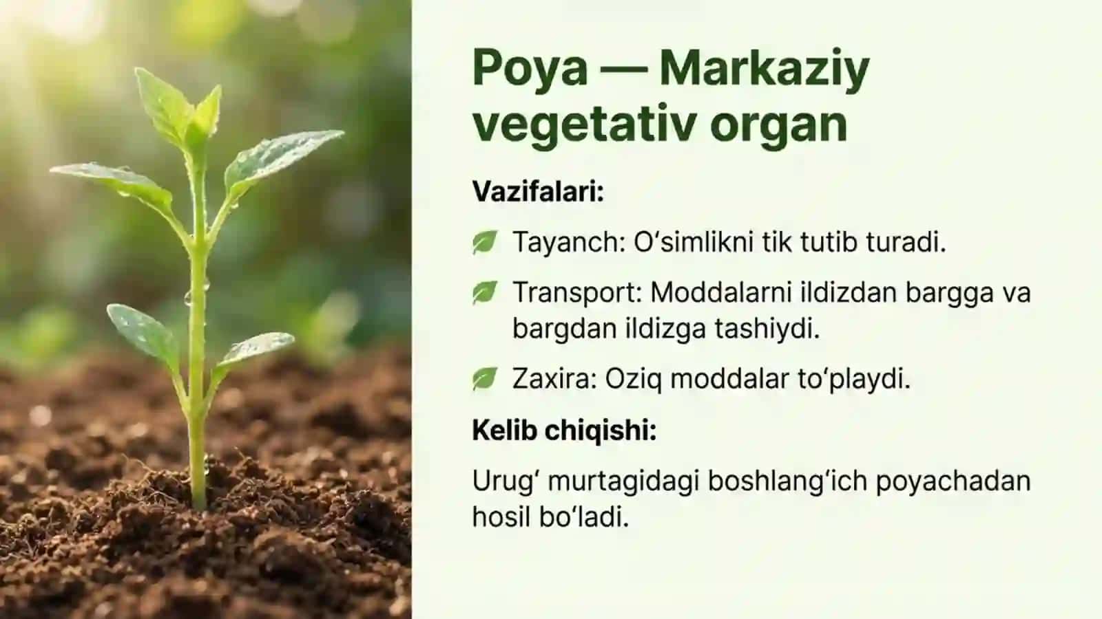 Poyaning ichki tuzilishi 2