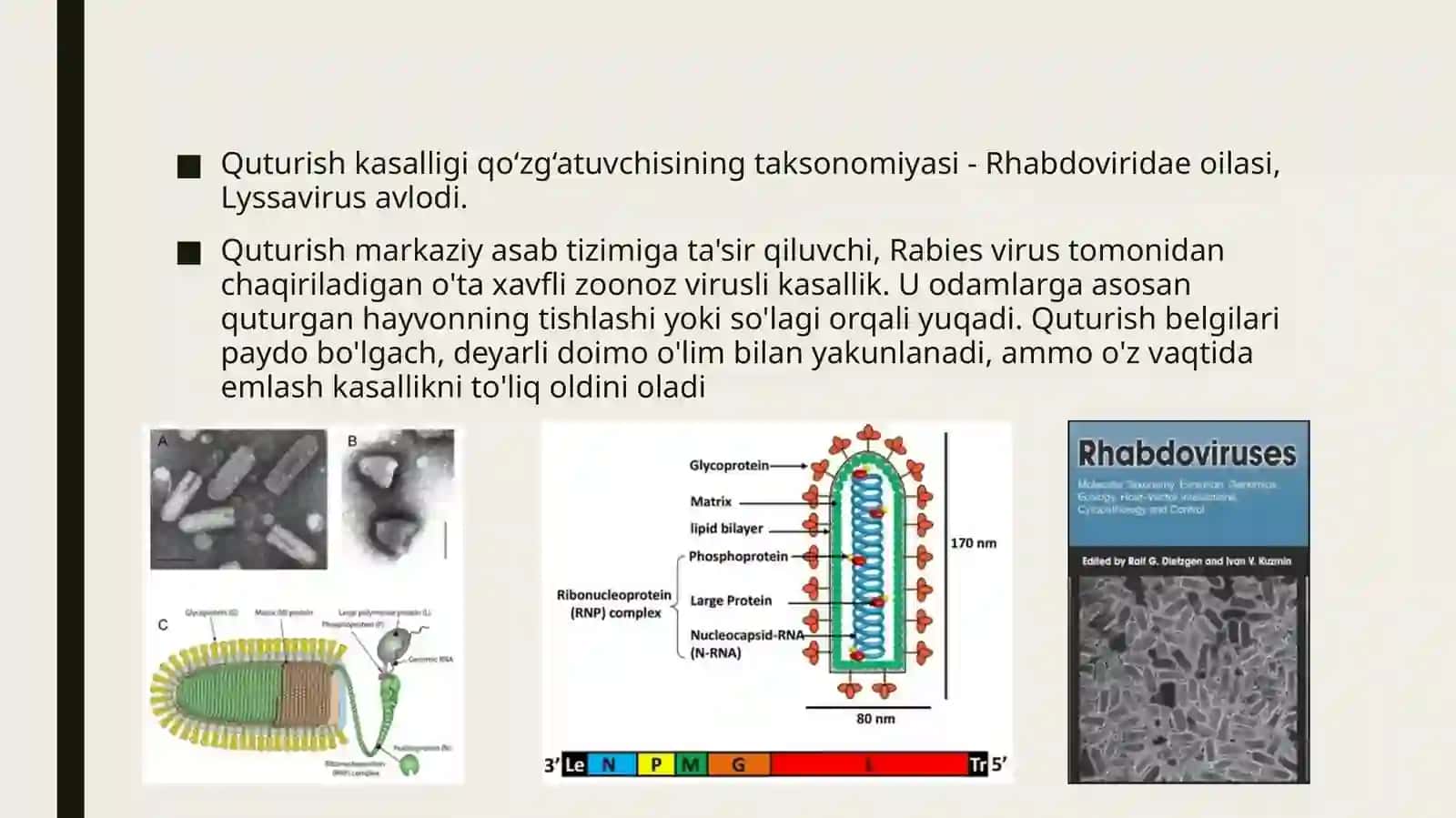 Pikornaviruslar(poliomiyelit).Rabdoviruslar(qutirish).Najas,og‘izorqaliyuquvchigepatitAvaEviruslari.Laboratoriyadiagnostikavaprofilaktikasi 2