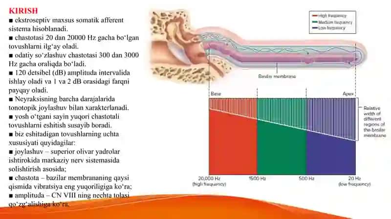 Eshitish va Vestibular tizim   Эшитиш ва вестибулар тизим Ешитиш 2
