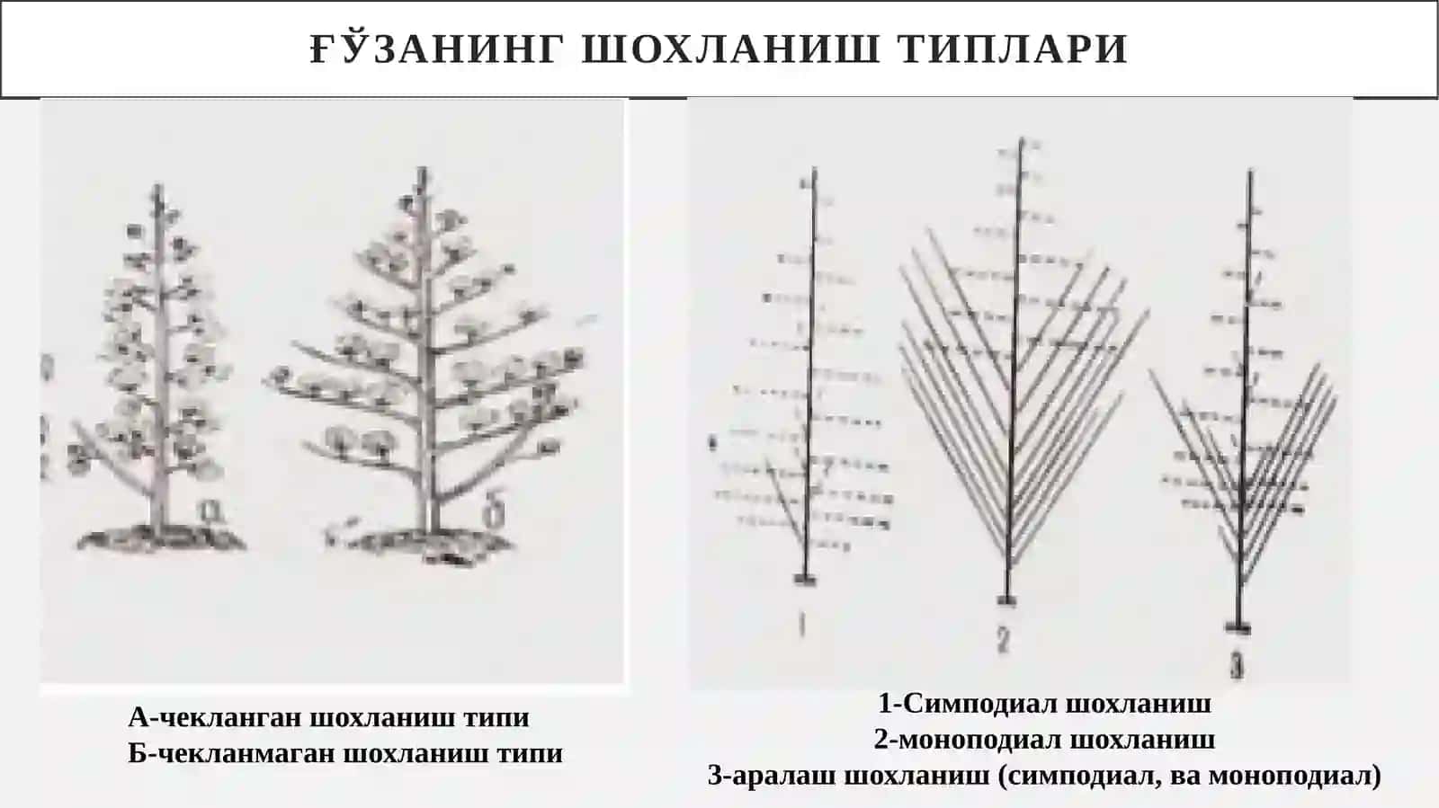 Сув  тежовчи  технологияларни қўллаш  орқали  қишлоқ  хўжалиги экинларини парваришлашда агротехник тадбирлар 2