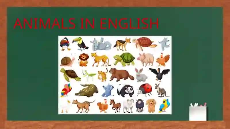 ANIMALSINENGLISH 2
