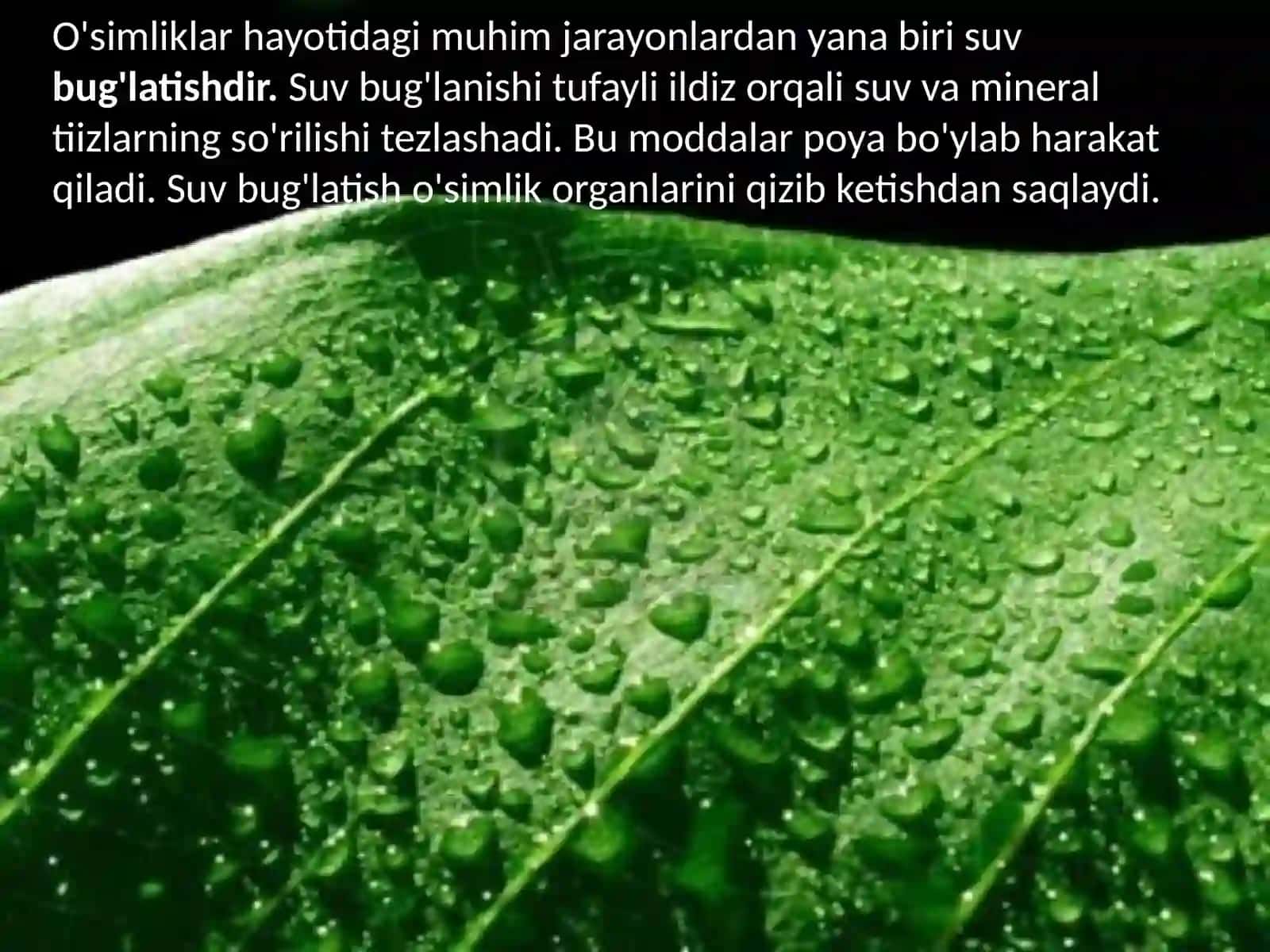 6-sinf Botanika dars ishlanma. O'simliklarning suv bug'latishi 2