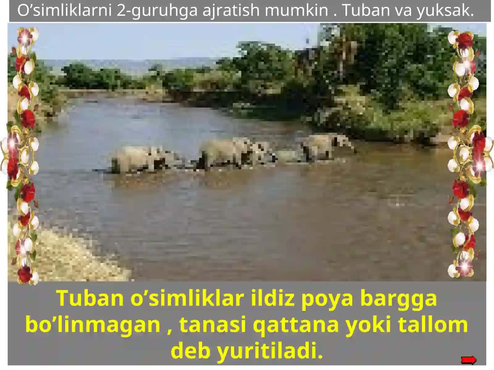 Tuban va yuksak o'simliklar 3