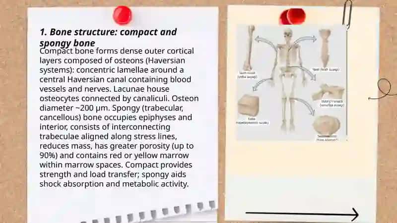Skeletal systum 3