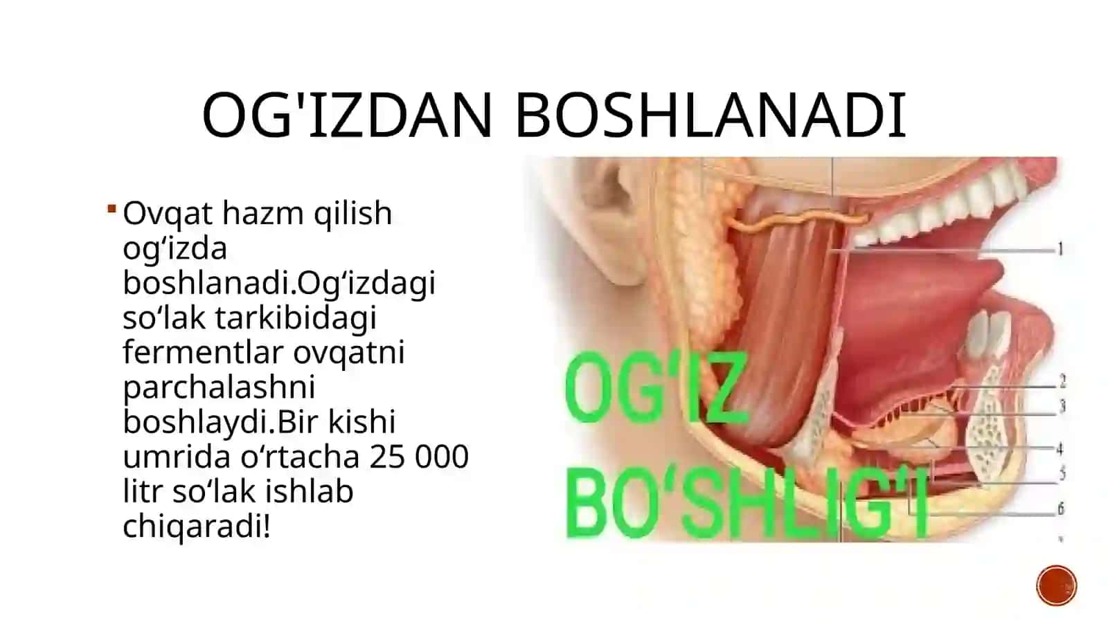 Nizomiynomidagi TDPU tabiiy fanlar fakulteti biologiyayoʻnalishitalabasiYoʻldoshevaDilxushabonuningslaydi 3