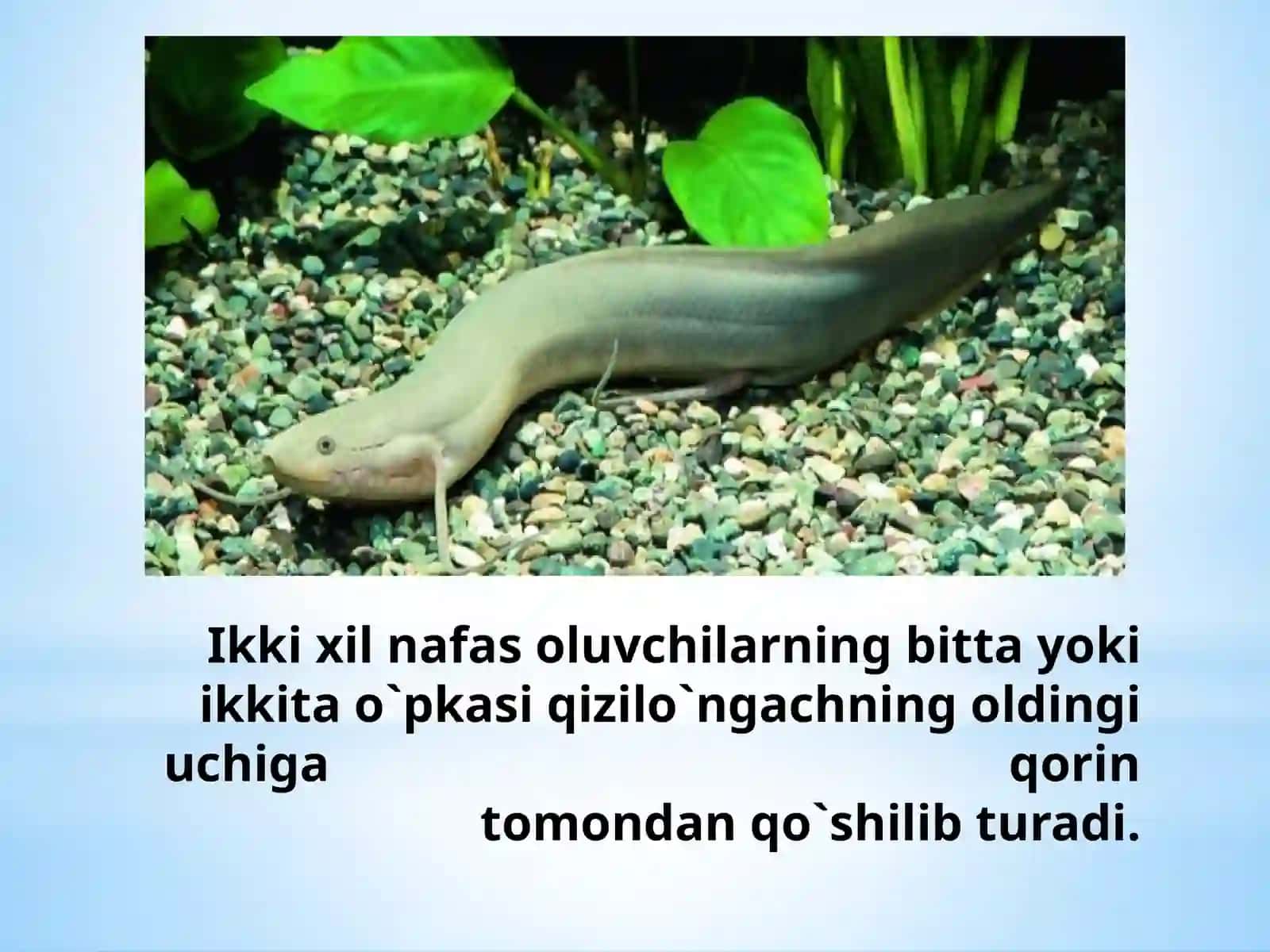 Ikkixil nafas oluvchilarning bittayoki ikki-tao'pkasi qizil o'ngachning oldingi uchiga qorin tomondan qo'shiladi 3