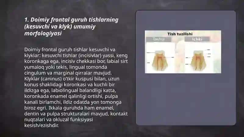 Frontal guruh tishlarning tuzilishi 3