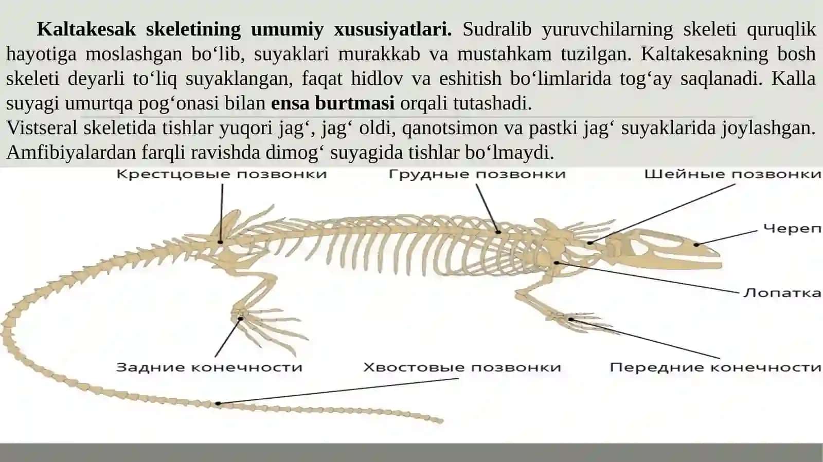 Kaltakesakning tashqi va skelet tuzilishi 3