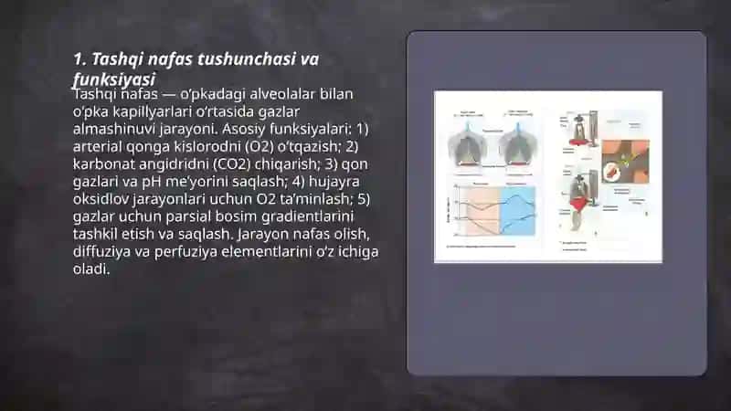 NAFAS FIZIOLOGIYASI 3