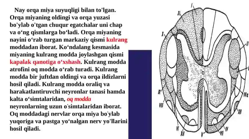 Orqamiyaning reflektor va o’tkazuvchi yo’llari 3