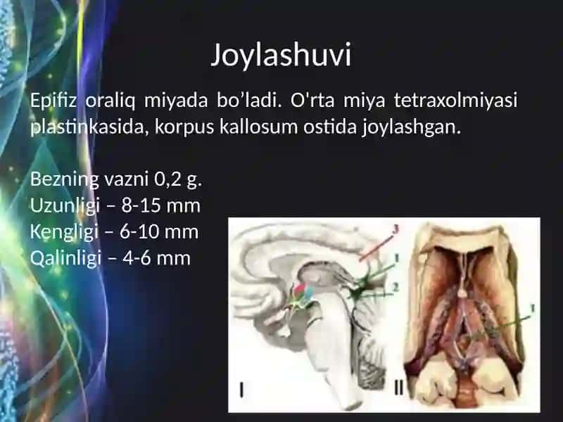 Epifizning ultrastruktura viy tashkili shivafunksiyalari 3