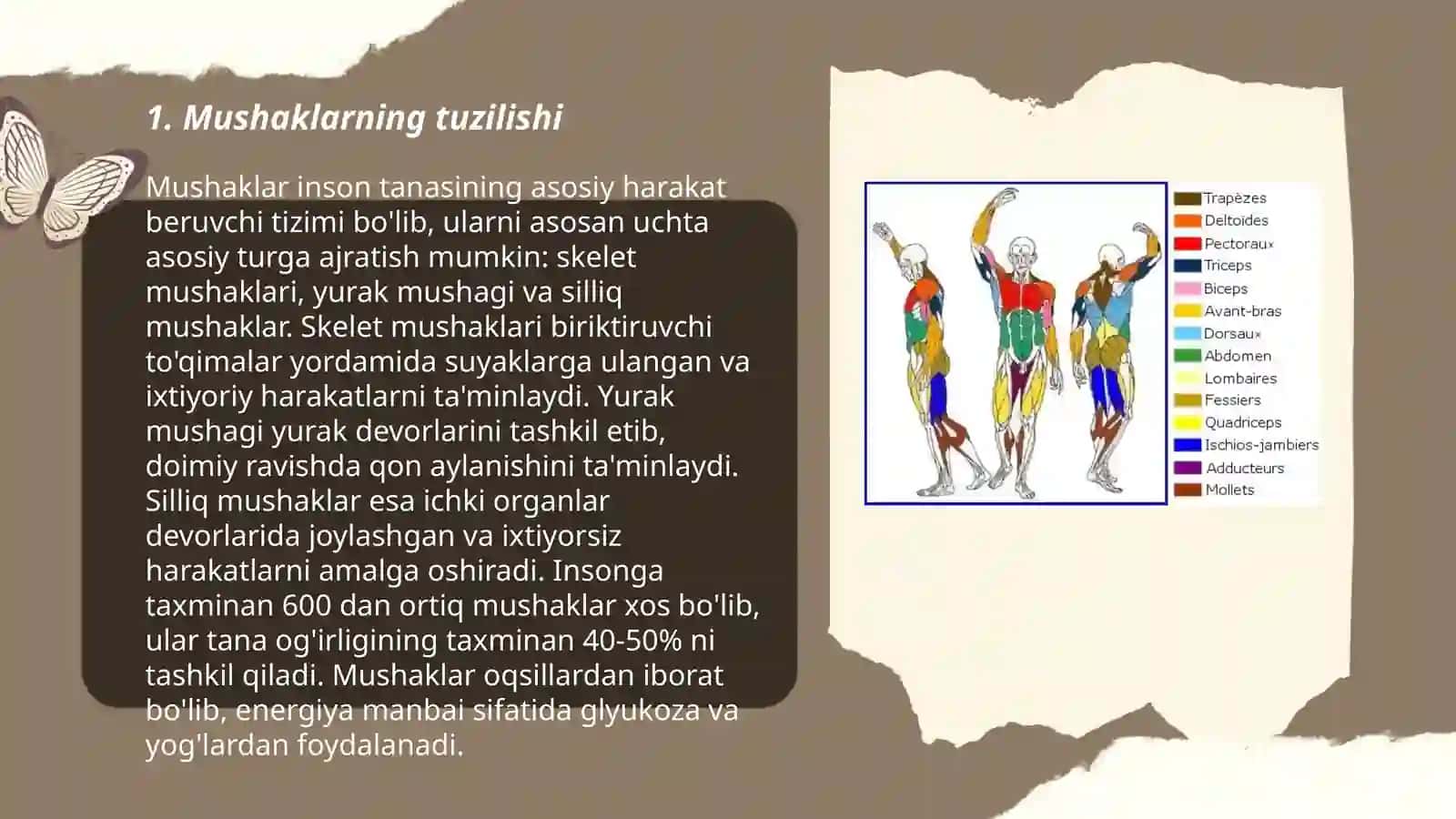 Silliq va ko'ndalang targ'il mushaklar fizologik farqlari 3