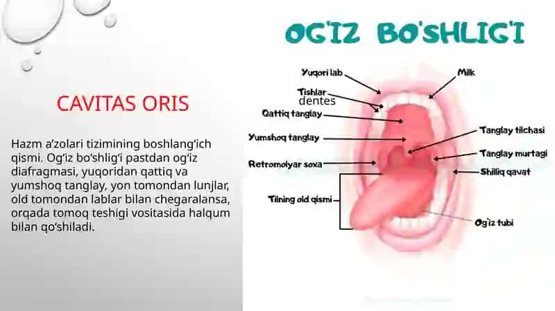 ovqat hazm qilishni 3