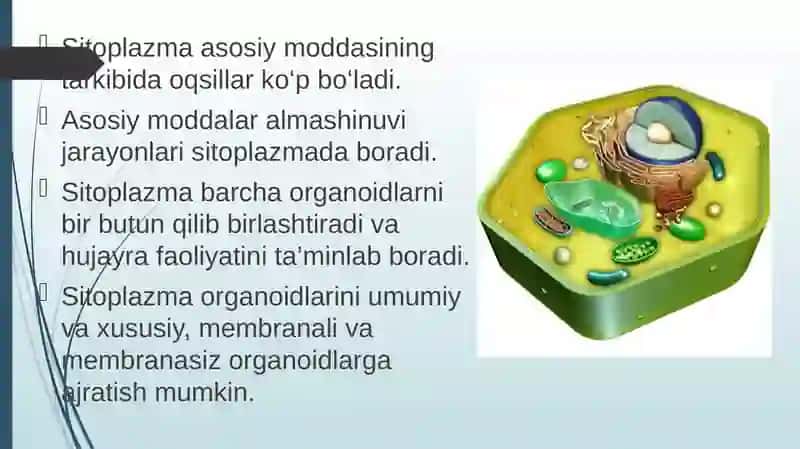 Sitoplazma 3