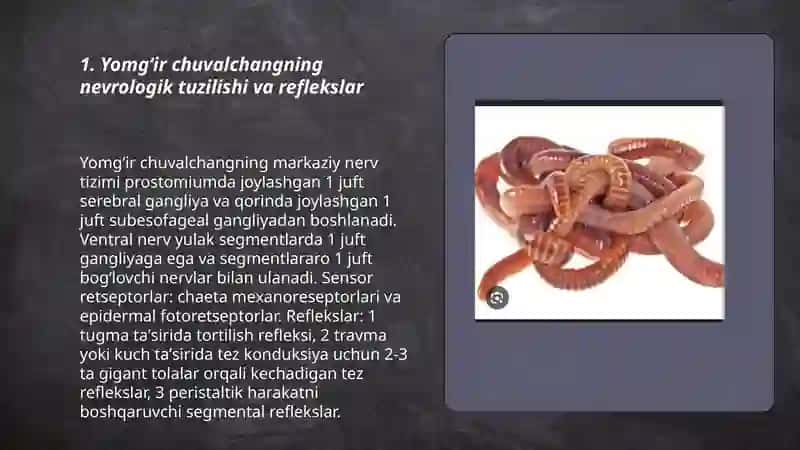 Yomgʻir chuvalchangning refleklesini kuzatish 3