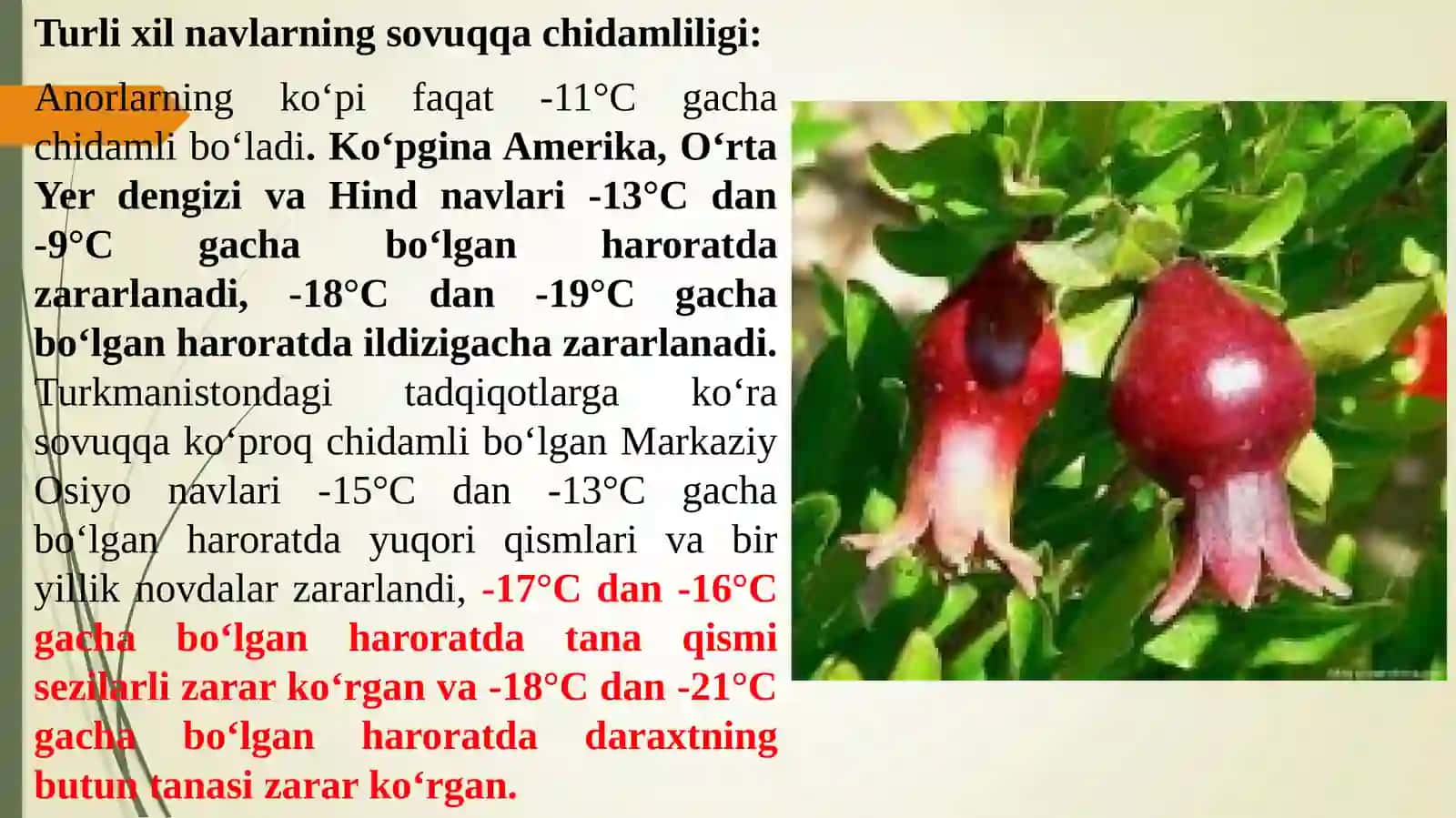 Anor navlari 3