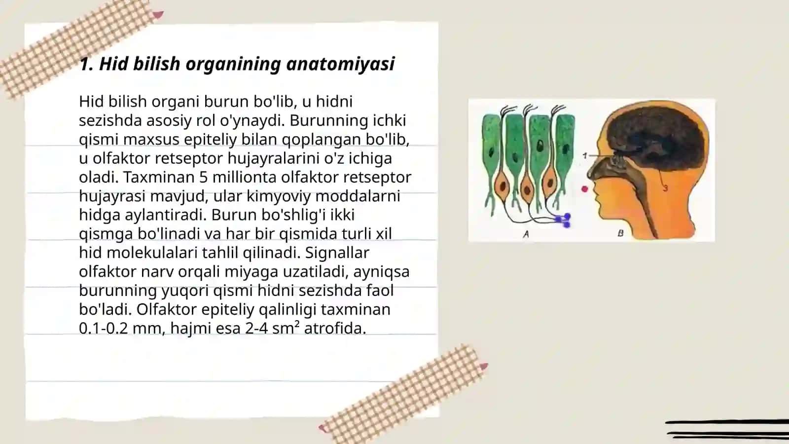 Hid bilish organing tuzilishi va uning regeneratsiya qilish xususiyati 3