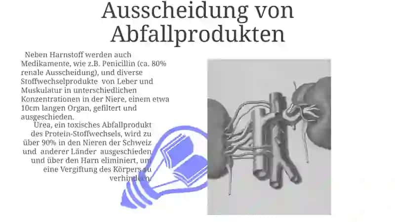 Die Nieren 3
