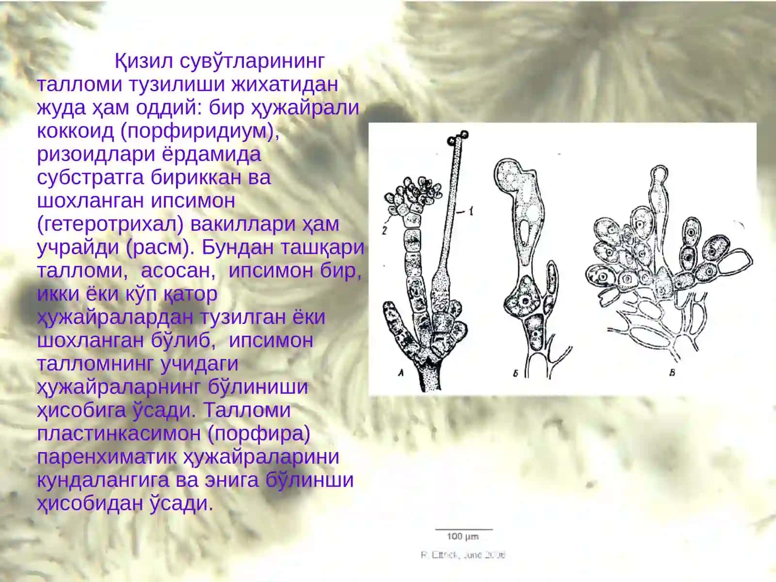 Қизил сувўтларининг умумий тавсифи 3
