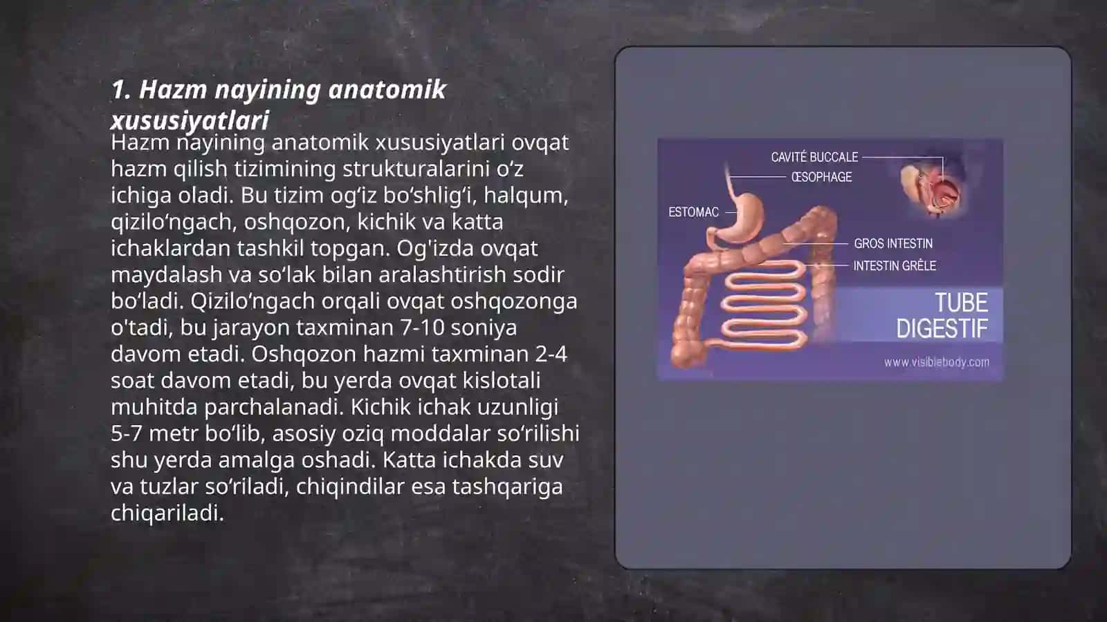 Hazm nayining limfoid tuzilmalari 3